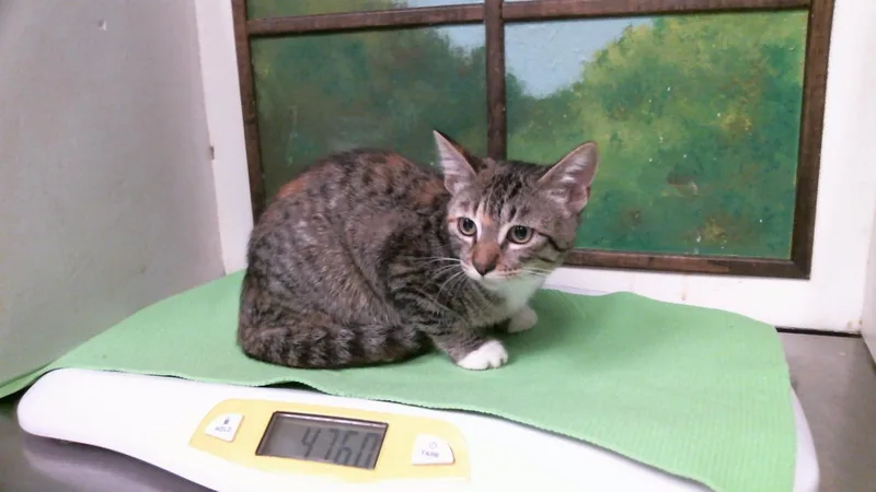 A baby small-sized female Domestic Short Hair cat named Pecan for adoption in Houston, TX