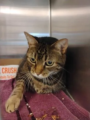 An adult small-sized female Domestic Short Hair cat named Patty for adoption in Fallston, MD