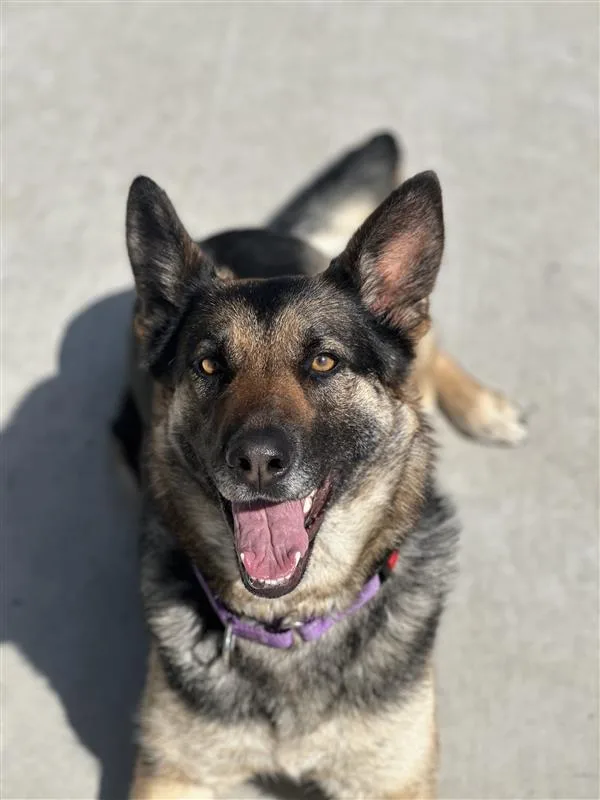 An adult large-sized female German Shepherd Dog dog named Sheepish for adoption in Elk Grove, CA