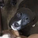 A baby medium-sized female Black Labrador Retriever dog named Artemis for adoption in Portsmouth, OH