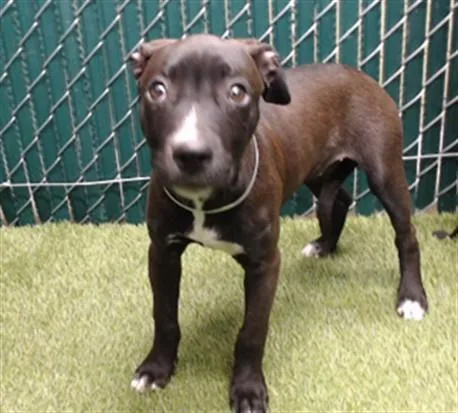 A baby small-sized female Pit Bull Terrier dog named Ellie for adoption in Downey, CA