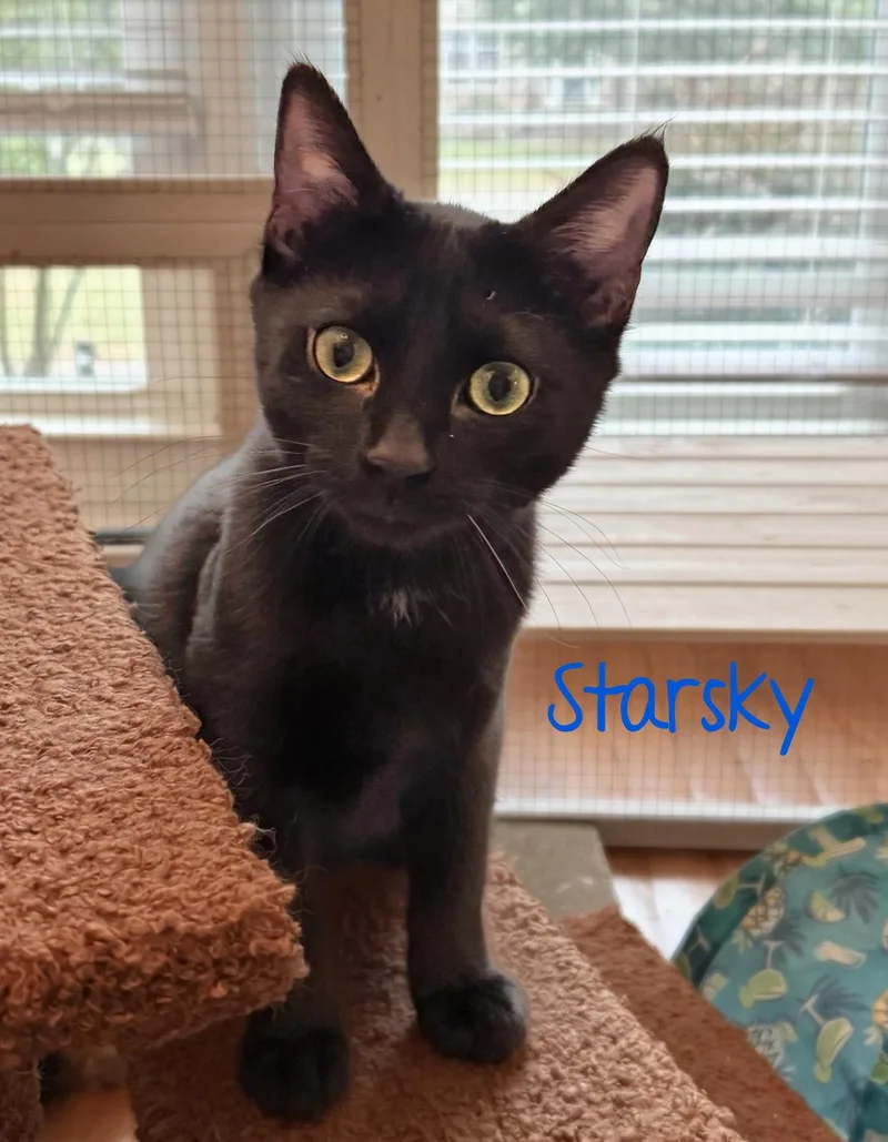 A baby medium-sized male Black Domestic Short Hair cat named Starsky...bonded with Navy for adoption in Murfreesboro, TN
