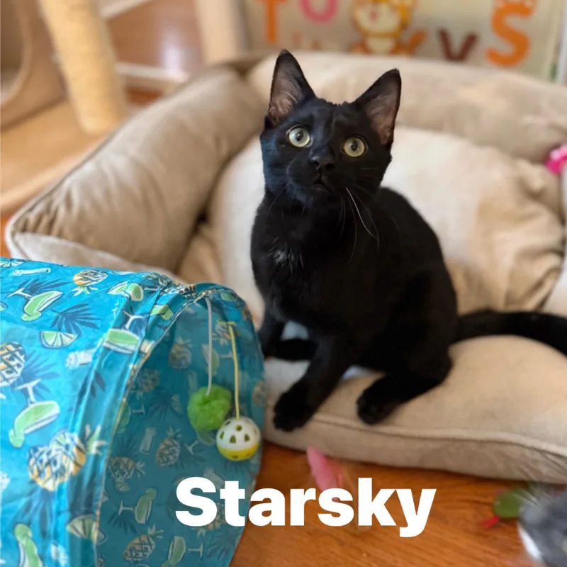 Starsky...bonded with Navy thumbnail 3