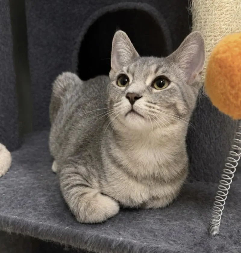 A baby medium-sized male Domestic Short Hair cat named Carter for adoption in Rochester, NY