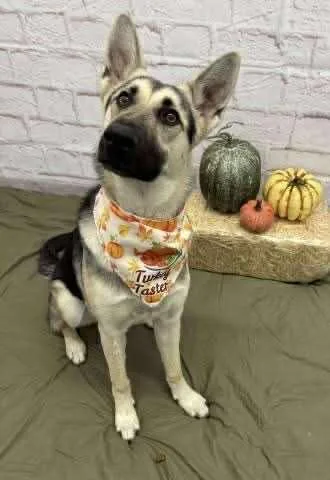 A young large-sized female German Shepherd Dog dog named Princess for adoption in Midland, MI