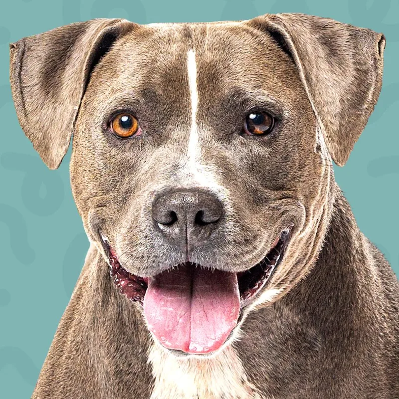 A senior large-sized male Pit Bull Terrier dog named Paco for adoption in Reno, NV