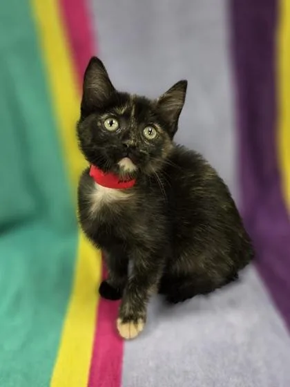 A baby small-sized female Domestic Short Hair cat named Madame Macaroon for adoption in Westland, MI