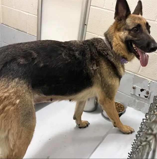 A young large-sized female German Shepherd Dog dog named Natasha for adoption in Augusta, GA