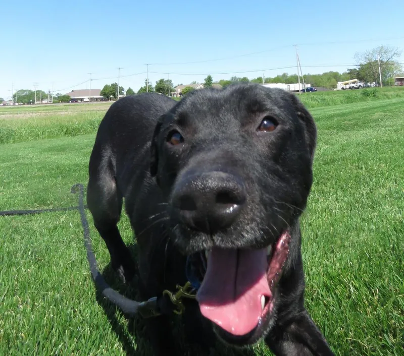 Dougal thumbnail 2