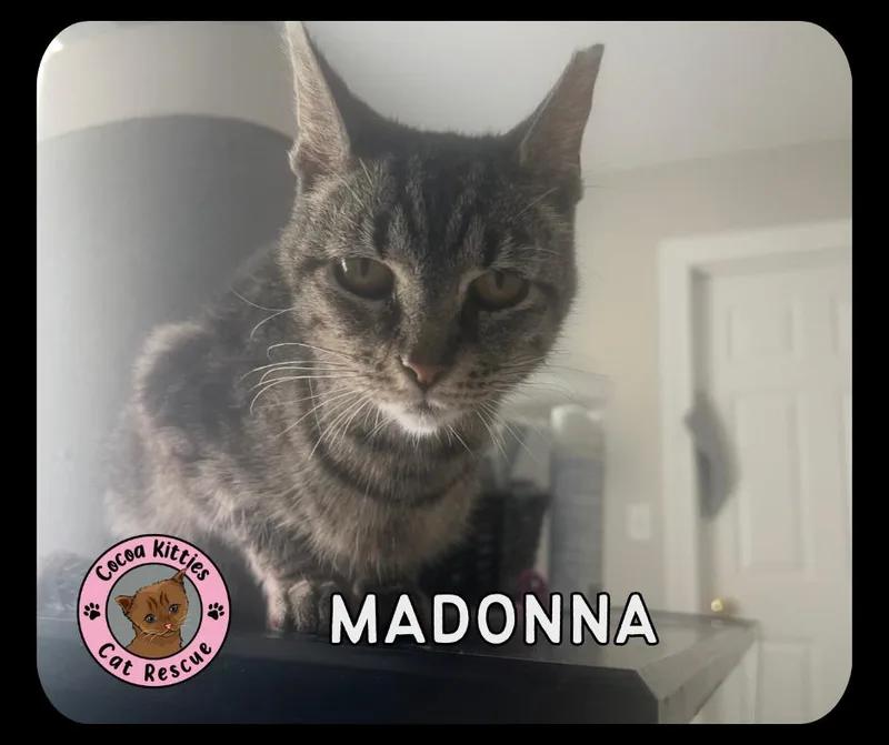 An adult medium-sized female Domestic Short Hair cat named Madonna for adoption in Hershey, PA