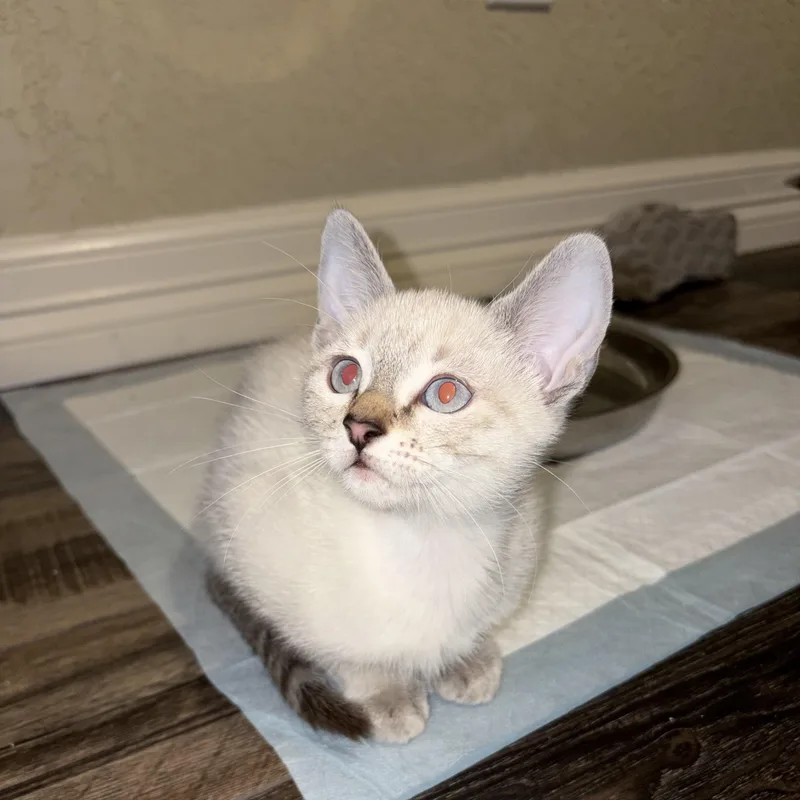 A baby small-sized female Cream Point Domestic Short Hair cat named Maya for adoption in Liverpool, TX
