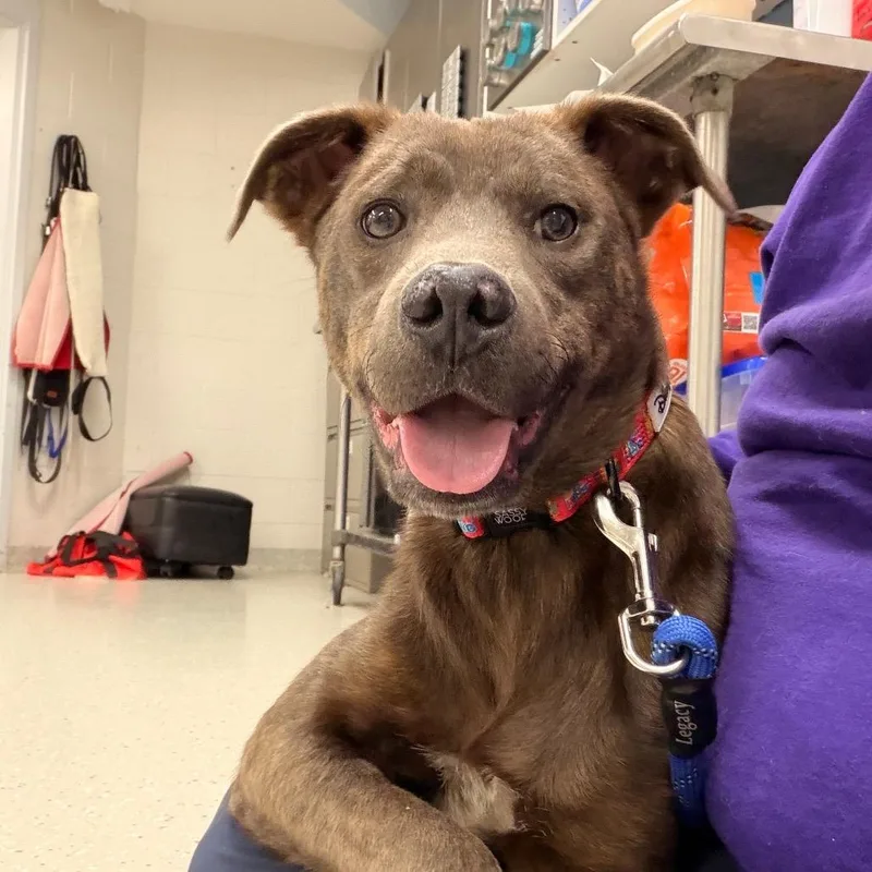 A young medium-sized male Gray / Blue / Silver Mixed Breed dog named Derrick for adoption in Indianapolis, IN