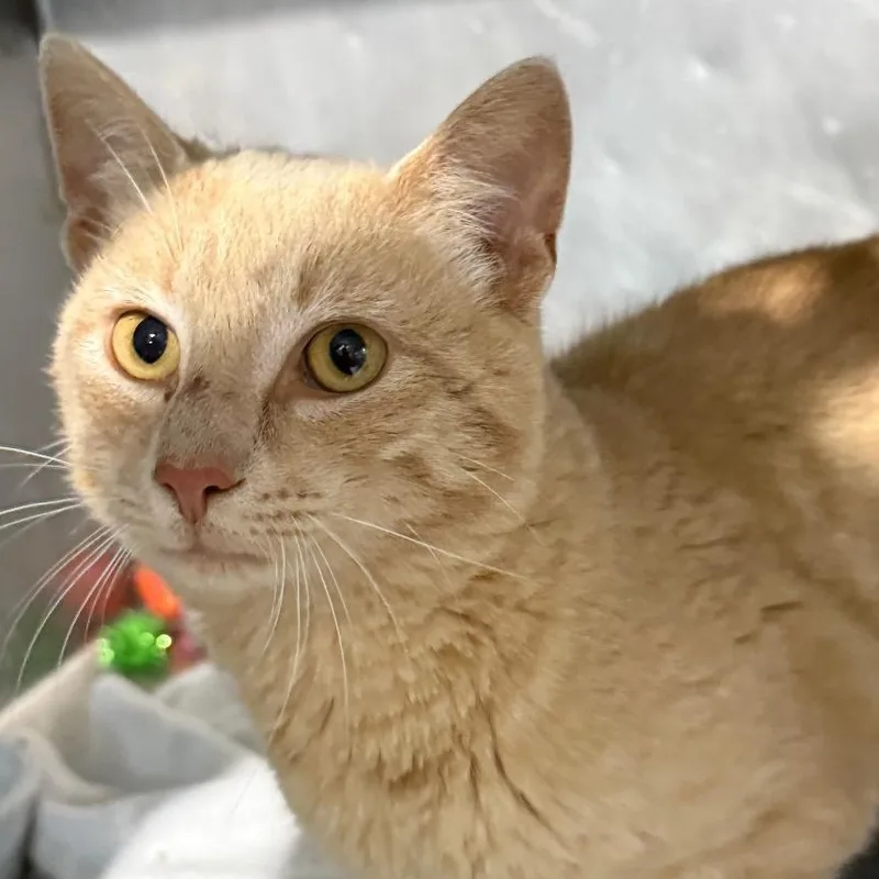 An adult medium-sized male Buff / Tan / Fawn Domestic Short Hair cat named Sisu for adoption in Gresham, WI