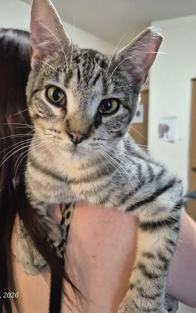 A baby medium-sized male Domestic Short Hair cat named Cheddar Aka Mr. Big for adoption in Thompson Falls, MT