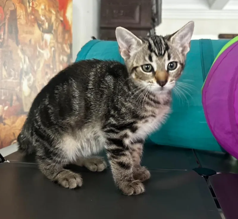 A baby small-sized female Domestic Short Hair cat named Lilly for adoption in Darien, GA