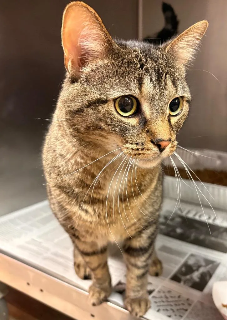 A young medium-sized male Domestic Short Hair cat named Salem for adoption in Detroit, MI
