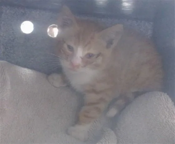 A baby small-sized male Domestic Short Hair cat named Baron for adoption in Salinas, CA