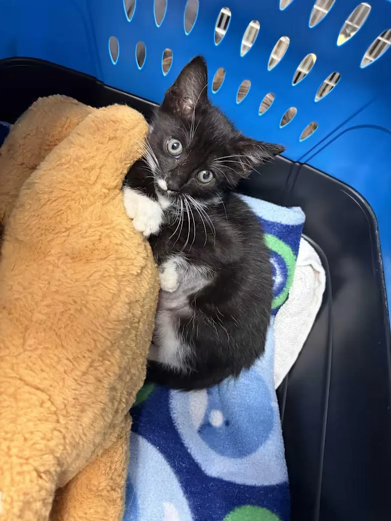 A baby medium-sized male Black & White / Tuxedo Domestic Short Hair cat named Peso for adoption in Greensboro, NC