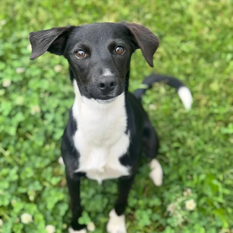 An adult small-sized female Black Terrier dog named Pine for adoption in Brownsboro, AL