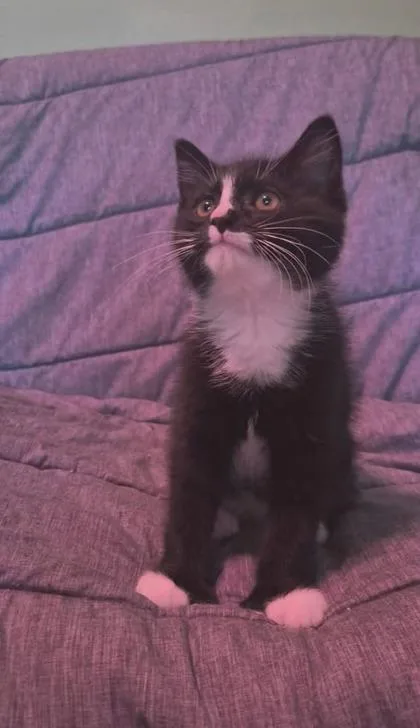 An adult small-sized male Domestic Short Hair cat named Zac for adoption in Berwick, PA