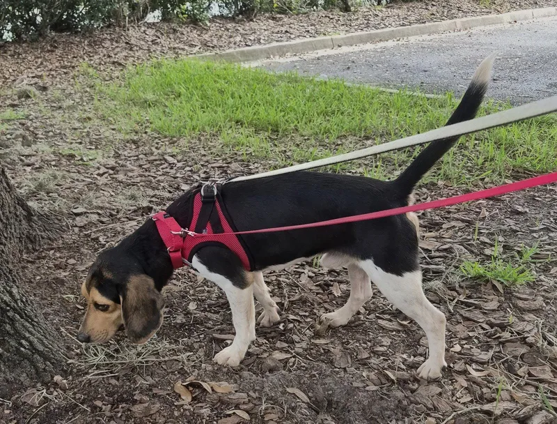 A young small-sized male Beagle dog named Sketch for adoption in Dunnellon, FL