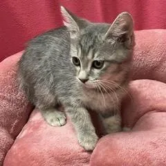 A baby medium-sized female Gray / Blue / Silver Tabby cat named Hazy for adoption in Green Valley, AZ
