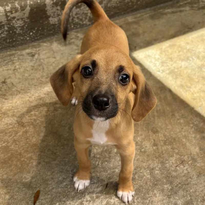 A baby small-sized male Black Beagle dog named Julius for adoption in Freeport, FL