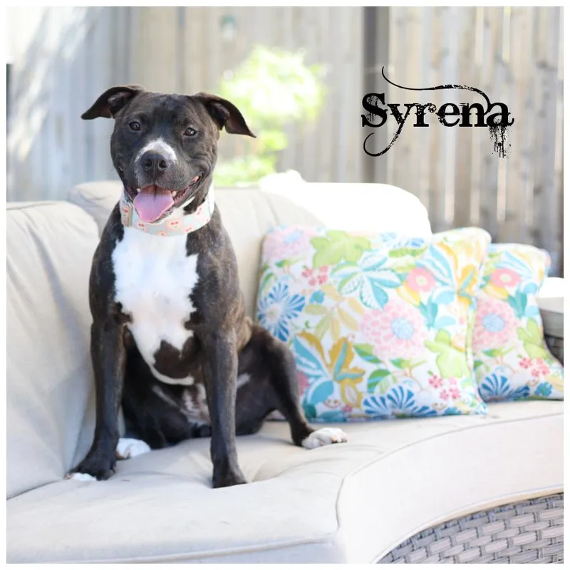 Syrena thumbnail 3