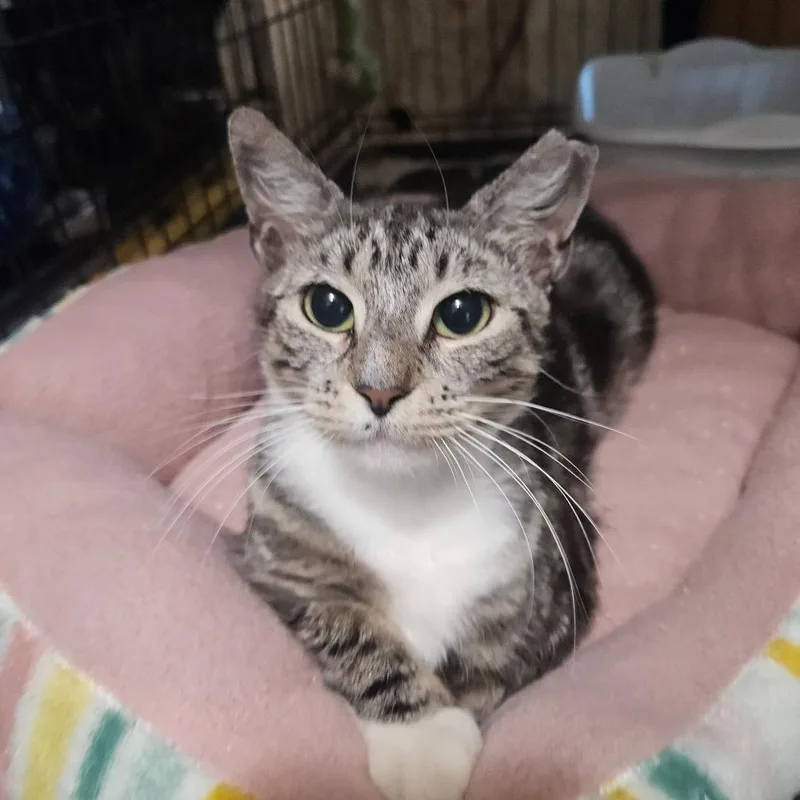 A young medium-sized female Gray / Blue / Silver Domestic Short Hair cat named Lexi for adoption in Hamburg, NY
