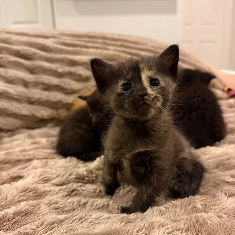 A baby small-sized female Tortoiseshell Domestic Short Hair cat named Tulip for adoption in Tustin, CA