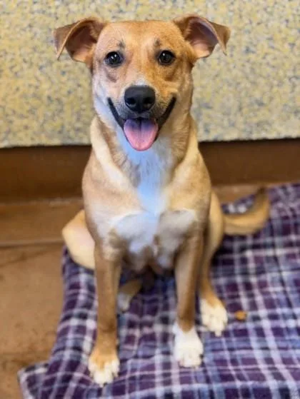 An adult medium-sized female Yellow / Tan / Blond / Fawn Mixed Breed dog named Crunch Wrap Supreme for adoption in Stanwood, WA