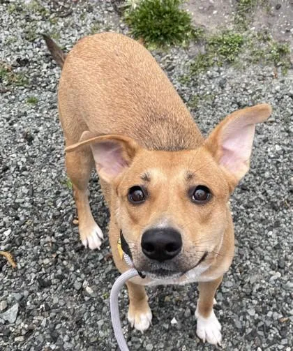 Crunch Wrap Supreme thumbnail 2