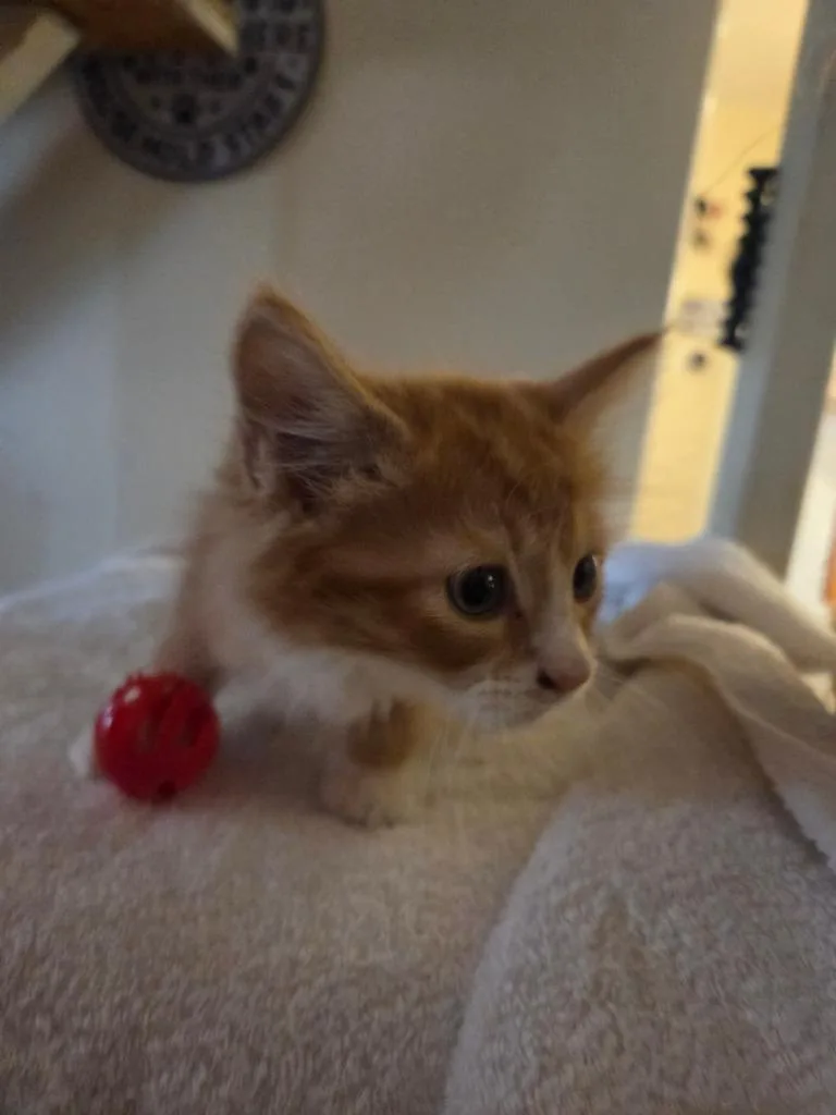 A baby medium-sized male Domestic Medium Hair cat named Yosemite Sam for adoption in Parkville, MD
