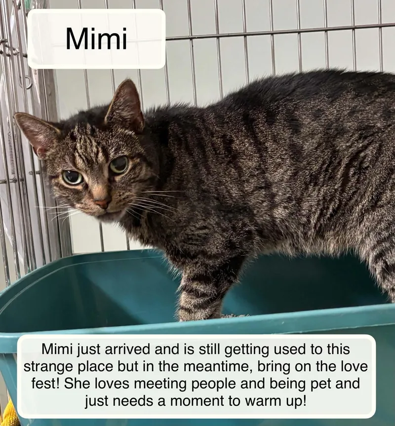 Mimi