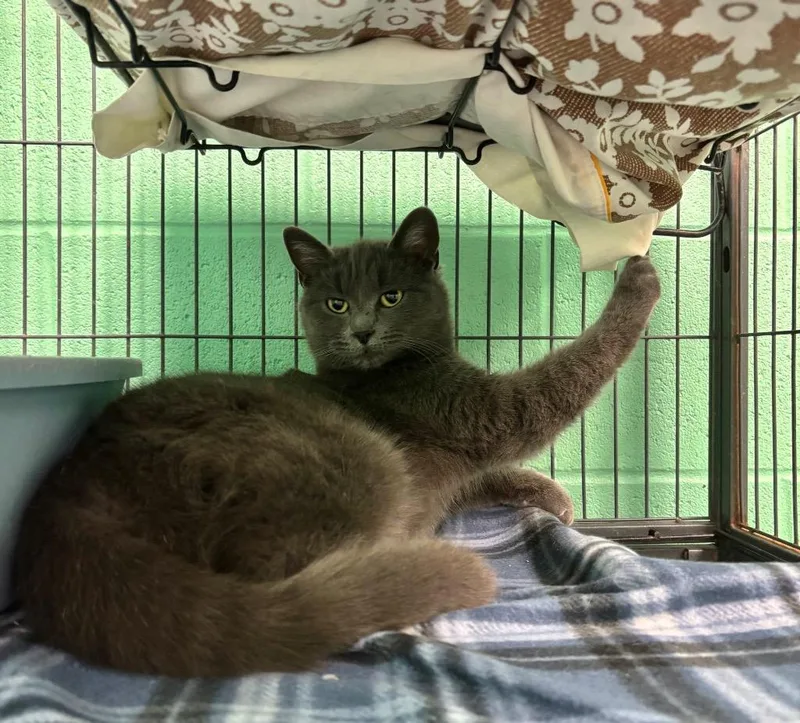 An adult medium-sized female Gray / Blue / Silver Domestic Short Hair cat named Capricorn for adoption in Frankfort, KY