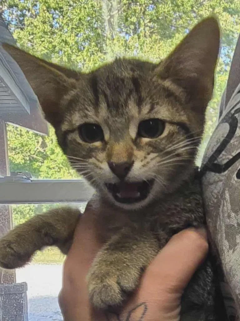 A baby small-sized female Domestic Short Hair cat named Macy for adoption in Hillsdale, IN