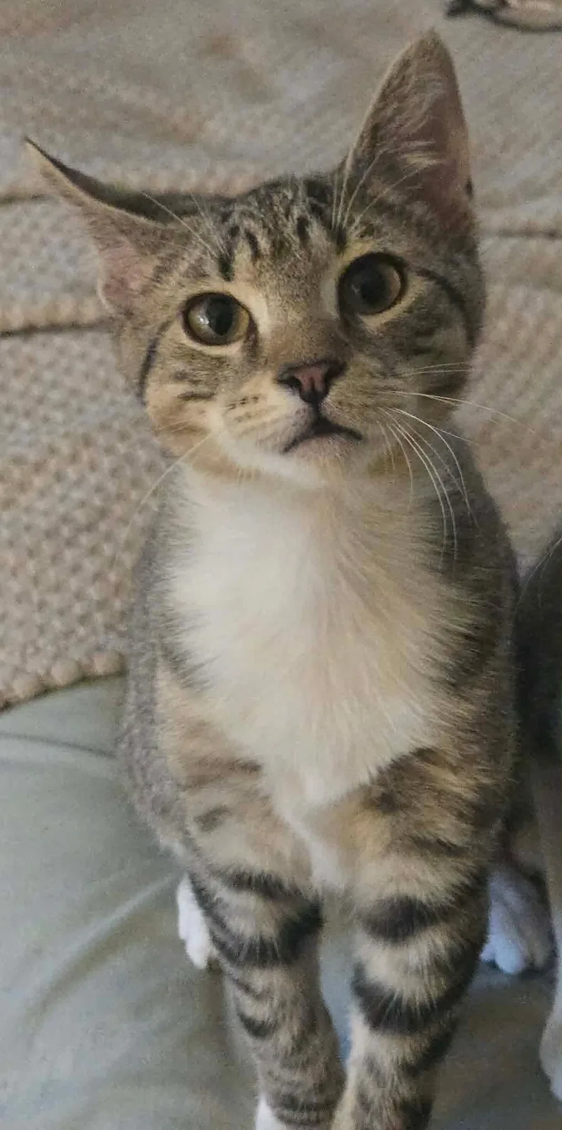 A baby medium-sized male Tabby (Gray / Blue / Silver) Domestic Short Hair cat named Biscuits for adoption in Freemansburg, PA
