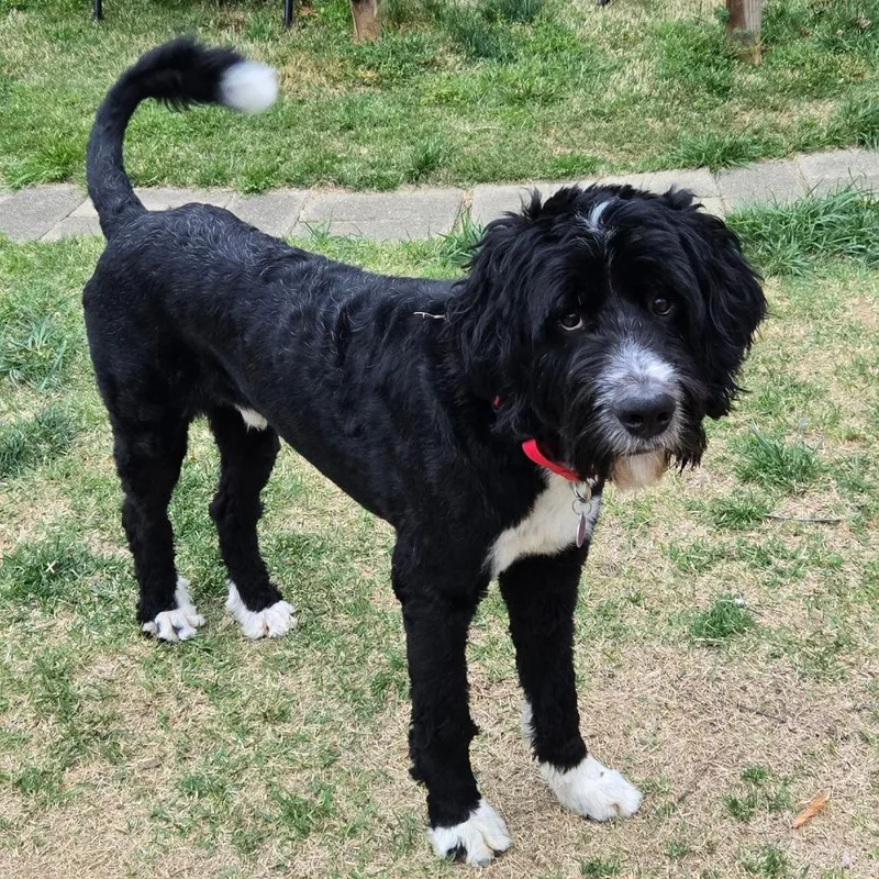 Powerboy thumbnail 2