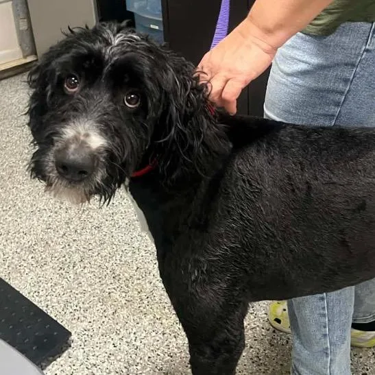 Powerboy thumbnail 3