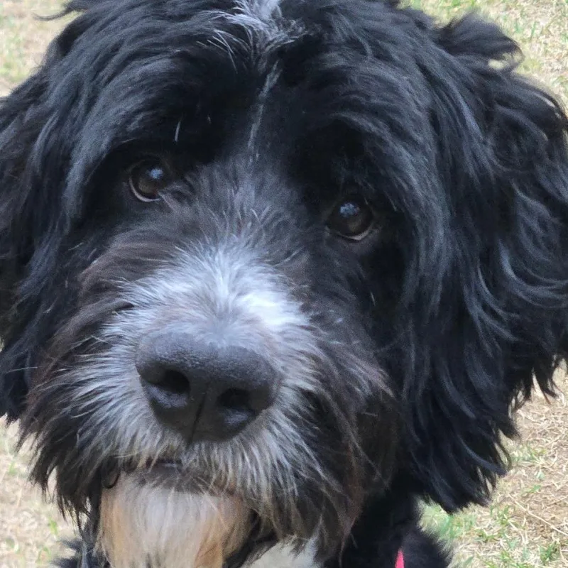 Powerboy thumbnail 4