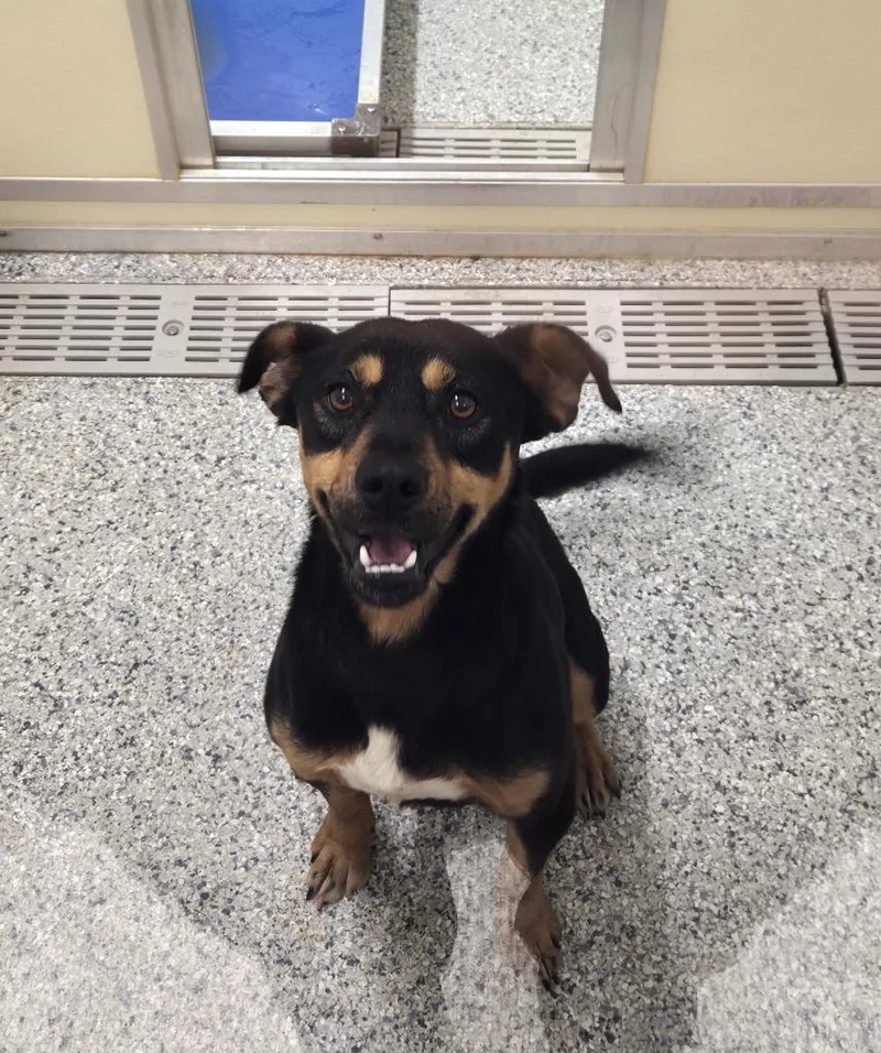 A young medium-sized male Terrier dog named Jones for adoption in Athens, TN
