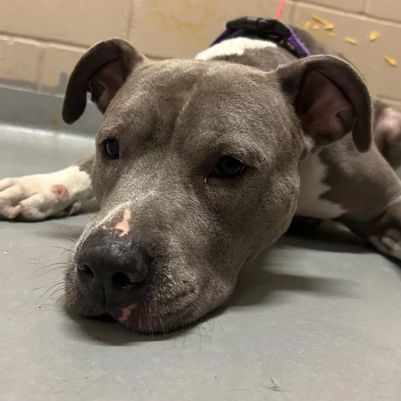 An adult large-sized female Gray / Blue / Silver Pit Bull Terrier dog named Linnea for adoption in Tacoma, WA