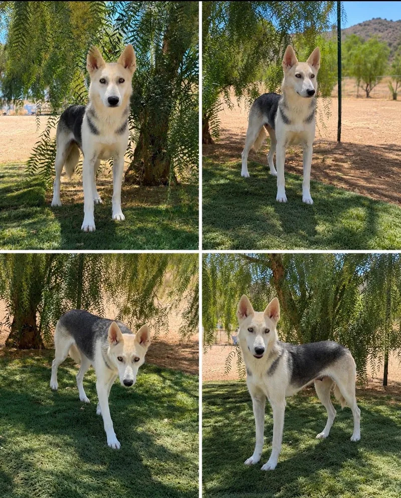 An adult medium-sized female Tricolor (Brown, Black, & White) German Shepherd Dog dog named Comet for adoption in Studio City, CA