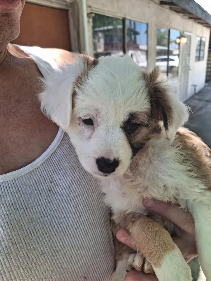 A baby medium-sized female White / Cream Cocker Spaniel dog named Spudsy~ for adoption in Encino, CA