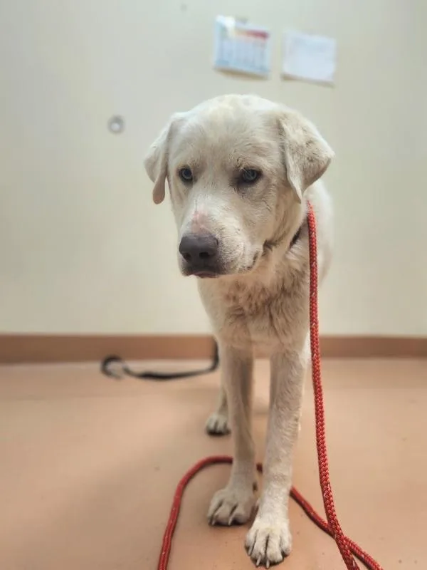 An adult large-sized male Great Pyrenees dog named Milkshake for adoption in Kennewick, WA