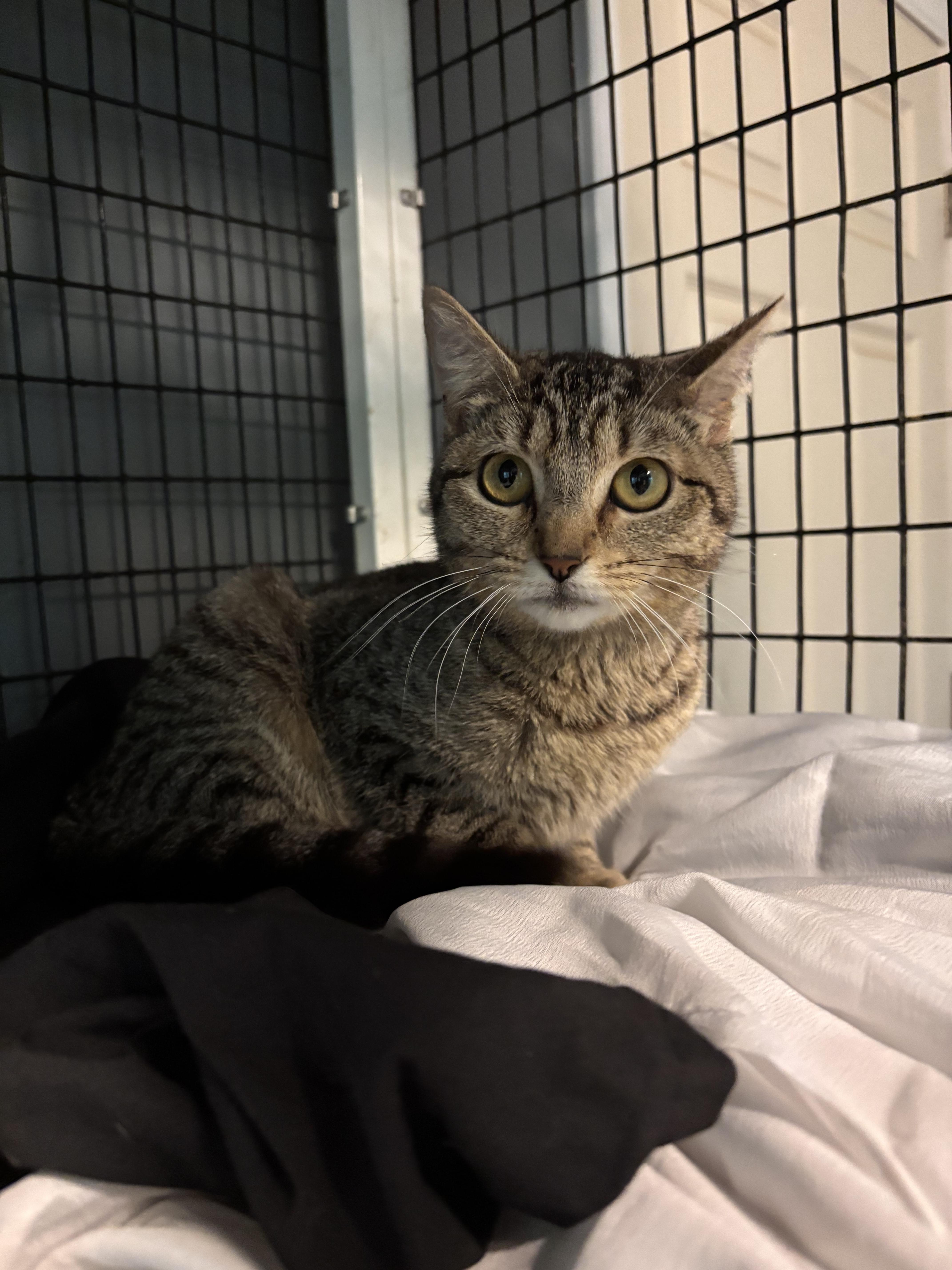 A young medium-sized female Tabby (Brown / Chocolate) Domestic Short Hair cat named Harley for adoption in Woodlawn, TN