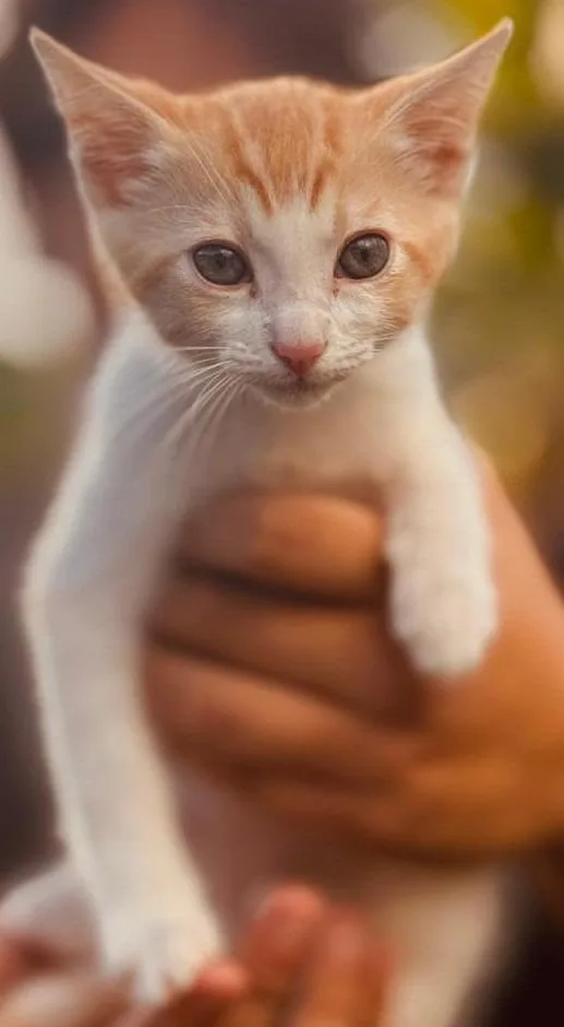 A baby medium-sized male Domestic Short Hair cat named O'reilly for adoption in HUNTINGTON BEACH, CA