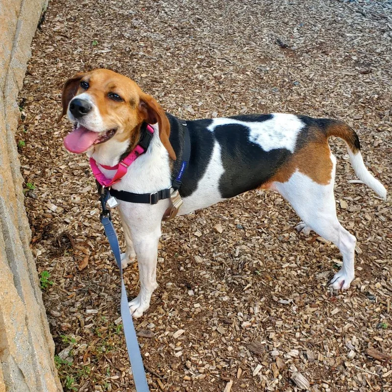 An adult medium-sized female Black Hound dog named Lizzo FKA Baby Girl for adoption in Falls Church, VA