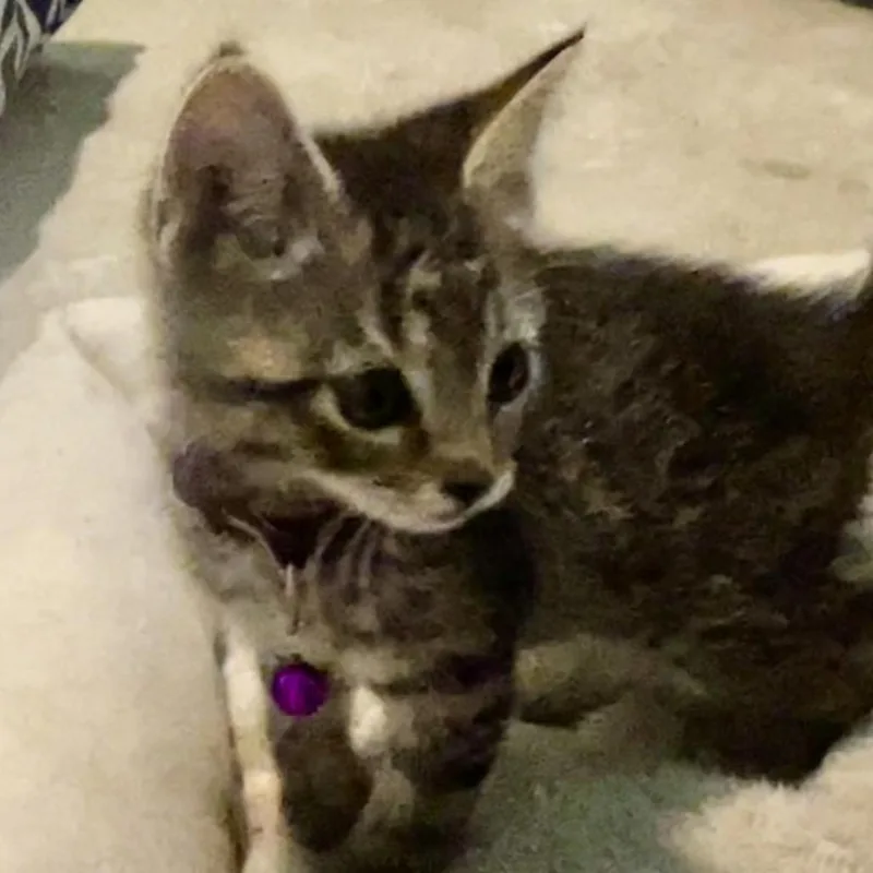Kelsey thumbnail 2