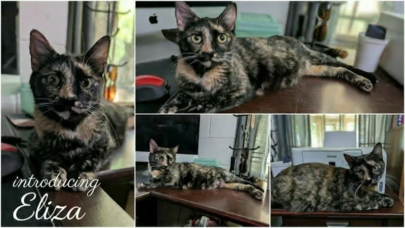 A young medium-sized female Tortoiseshell cat named Eliza for adoption in Ozark, AL